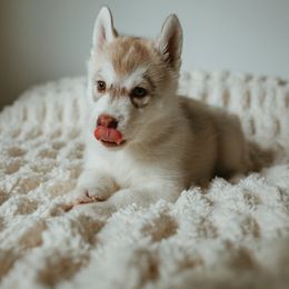 Siberian Husky Puppies from Polaire Siberians