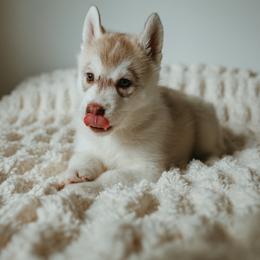 Siberian Husky Puppies from Polaire Siberians