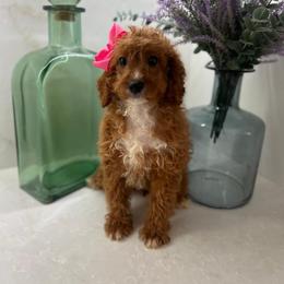 Jackie - Red  female Goldendoodle puppy in Germantown, Maryland from Honey Blossom Doodles