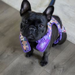 Freya - French Bulldog