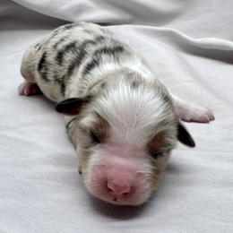 Tate - Blue merle male Toy Australian Shepherd puppy in Bly, Oregon from Apacheblus Toy Aussies