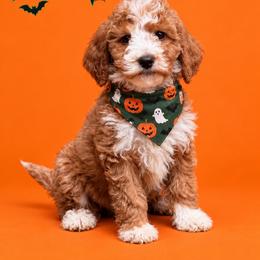 Dan - Red  male Goldendoodle puppy in Roseburg, Oregon from Dbos Furry Friends