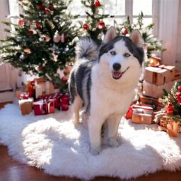 Siberian Husky Puppies from Royal Siberian AKC Huskies