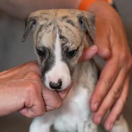 Whippet Puppies from Night Sky Whippets