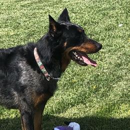 Meme - Beauceron
