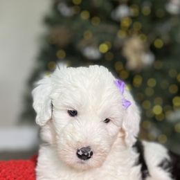 Bernedoodle, Goldendoodle, and Sheepadoodle Puppies from High Desert Doodles