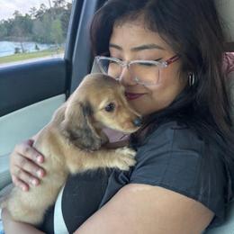Logan AKC Cream - Cream male Dachshund puppy in Magnolia, Texas from J&R Macias Dachshunds