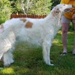 Borzois from Bella Luna Kennel