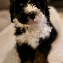 Green boy - Tri-color male Bernedoodle puppy in Lake, Michigan from 3 King Doodles & Poodles