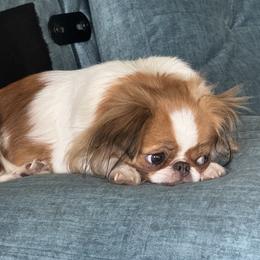 Lily - Japanese Chin