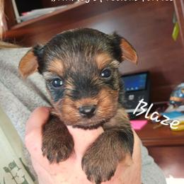 Blaze - Black and tan male Yorkshire Terrier puppy in West Plains, Missouri from Brinkley Yorkies