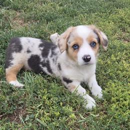Female 1 - Red merle and white female American Corgi puppy in Portland, North Dakota from Sliding stop corgis