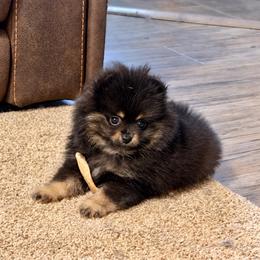 Black and tan - Black and tan male Pomeranian puppy in Bourbonnais, Illinois from T & D Poms