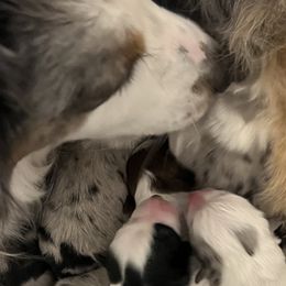 Australian Shepherds from Journey