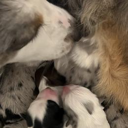 Australian Shepherds from Journey