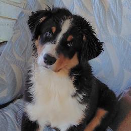 KNIGHT - Black tri-color male Australian Shepherd puppy in Elk Creek, Missouri from Hearts on Fire Australian Shepherds