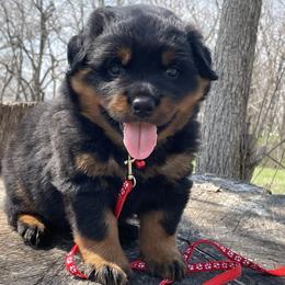 Kael - Black and mahogany male Rottweiler puppy in Industry, Illinois from KDKs Kennels