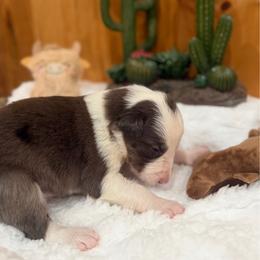 Clyde - Blue merle male Border Collie puppy in Owenton, Kentucky from Three16 Ranch