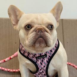Lyalya - French Bulldog
