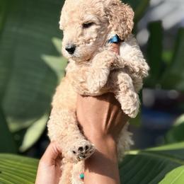 Poodle Puppies from Regal Crest Poodles