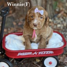Winnie - Apricot female Australian Labradoodle puppy in Citrus Heights, California from Elite Blend Labradoodles