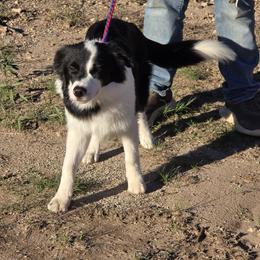 Bernie - Black and white male Border Collie puppy in Alamogordo, New Mexico from La Luz Kennel