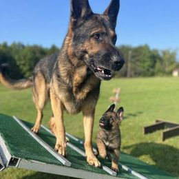 German Shepherd Puppies from Vom Burmeister Kennel