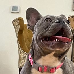 French Bulldogs from Robin's French Bulldogs