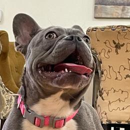 French Bulldogs from Robin's French Bulldogs