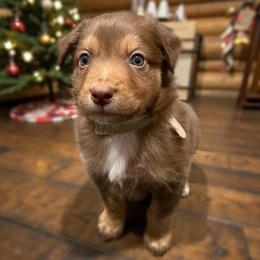 Lloyd - Red tri-color male Australian Shepherd puppy in Nicholasville, Kentucky from Sugar Creek Aussies