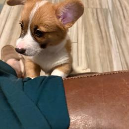Poppy - White and red female Pembroke Welsh Corgi puppy in Florence, Texas from Ginger Sky Corgi Ranch