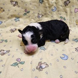 Bernedoodle and Goldendoodle Puppies from Doni Doodles