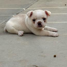 Cream boy - Black and white male Boston Terrier puppy in Madera Acres, California from Muggin Bostons Terriers and Mini Dachshund