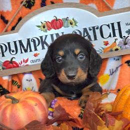 Maple - Black and tan female Dachshund puppy in Bay Springs, Mississippi from JV'S Little Legends Dashounds