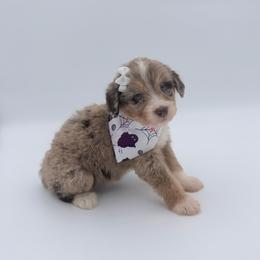 Candy Corn - Red merle female Aussiedoodle puppy in Cartersville, Georgia from Simply Blessed Doodles