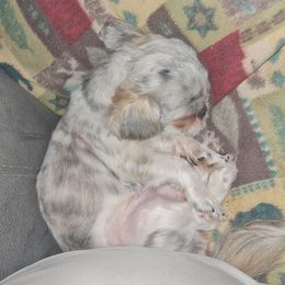 Dixie - Shih Tzu