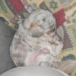 Dixie - Shih Tzu
