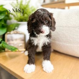 Daisy - Chocolate female Australian Labradoodle puppy in Palmdale, California from Heavenly Doodles