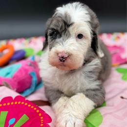 Molly - Blue merle female Sheepadoodle puppy in Willacoochee, Georgia from Kitandkboodle's Doodles