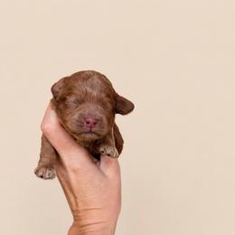 Flynn - Red male Cockapoo puppy in Millville, California from Hope Lane Kennels