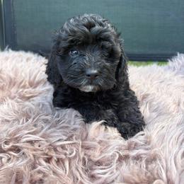 Brody - Black male Cockapoo puppy in Utica, Ohio from Poodle Me Crazy