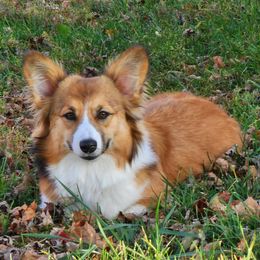 Hattie - Pembroke Welsh Corgi
