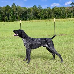 Smokey - German Shorthaired Pointer