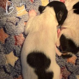 Boy 2 - White black and tan male Papillon puppy in Fremont, Michigan from Barque