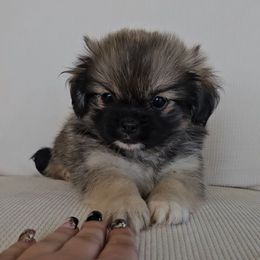 Girl 2 - Sable female Tibetan Spaniel puppy in Jacksonville, North Carolina from Coliseum de Cassiope