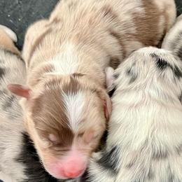 Red Merle male - Red merle male Australian Shepherd puppy in Cotati, California from Tried and True Aussies