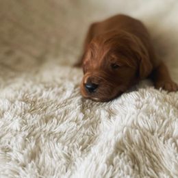 Bernedoodle, Cavalier King Charles Spaniel, and Goldendoodle Puppies from Dandelion Doodles