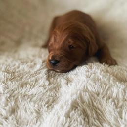 Bernedoodle, Cavalier King Charles Spaniel, and Goldendoodle Puppies from Dandelion Doodles