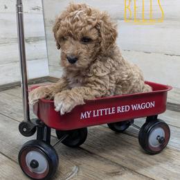 Bells - Apricot female Goldendoodle puppy in Cambridge, Minnesota from Country Meadow Doodles
