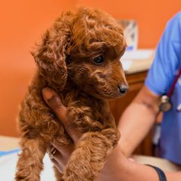 Cavapoo Puppies from Patriot Pups Cavapoos